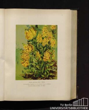 Genista germanica Linné. Ginster.