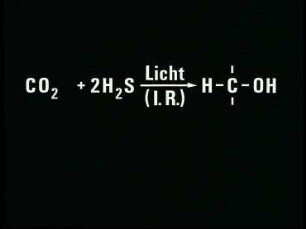 Photosynthese - Purpurbakterien: Van Niels Analogon