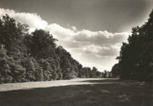 Pillnitz. Pillnitzer Elbinsel. Auwald mit Eiche, Ulme, Esche, Schwarzpappel und Lärche