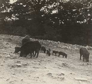 Wildgehege Moritzburg. Wildschwein (sus scrofa L.). Bache mit Frischlingen