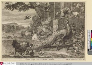 Paona, Coqs, Poules, Faucons, Canards
