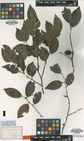 Diospyros oocarpa Thwaites [type]