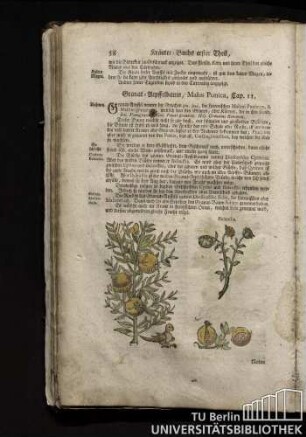 Cap. 11. Granat-Apffelbaum, Malus Punica.