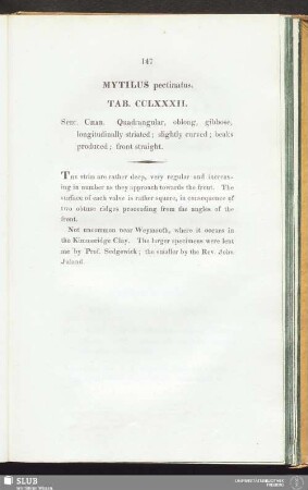 Mytilus pectinatus. Tab. CCLXXXII