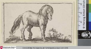 [Stehendes Pferd nach rechts; Standing Horse Facing Right]
