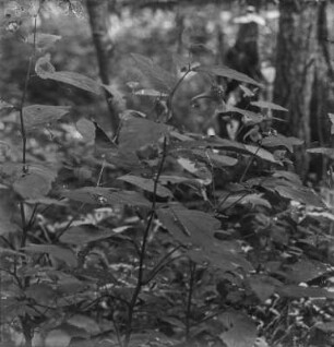 Großes Springkraut : Großes Springkraut (Impatiens noli-tangere Linnaeus).
