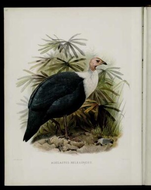 [Plate XXXVII.] Agelastes meleagrides