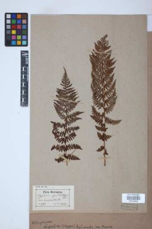 Athyrium alpestre (Hoppe) Rylands