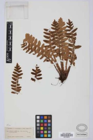 Ceterach aureum (Cav.) L. v. Buch
