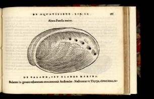 Altera Patella maior