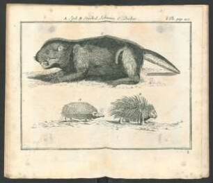 Tafel: A. Igel. B. Stachel_Schwein. C. Bieber.