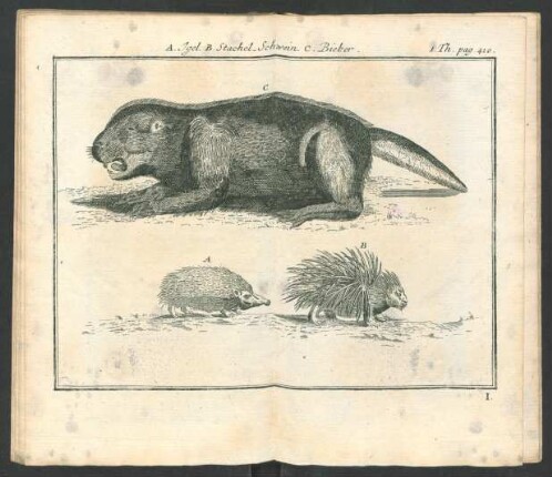 Tafel: A. Igel. B. Stachel_Schwein. C. Bieber.