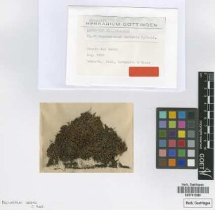 Macromitrium carionis Müll.Hal. [type]