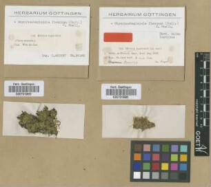 Hypnum flexuosum Sull. [isotype]