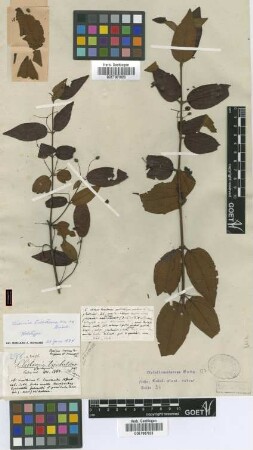 Clidemia trichotoma C.Wright ex Griseb. [holotype]