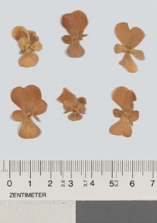 [Fünfzehn einzelne Blüten]