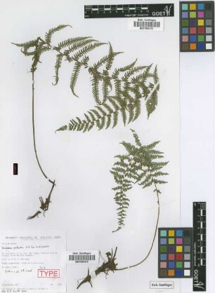 Thelypteris pellucida A.R.Sm. & M. Kessler [paratype]