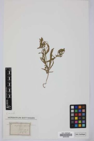 Matthiola parviflora (Schousb.) W.T. Aiton