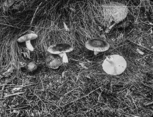 Edel-Reizker : Edel-Reizker (Lactarius deliciosus Linnaeus), auch Kiefern-Blutreizker genannt.
