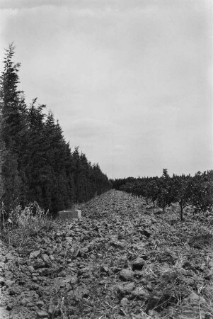 Orangenplantage : Blick auf den Windschutz einer Orangenplantage