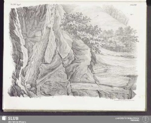 Tab XVII