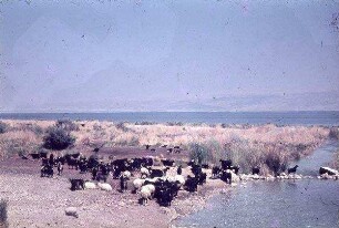 Ain Feschcha [wohl bei Qumran]