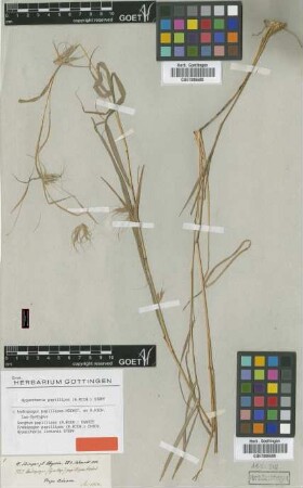 Andropogon papillipes Hochst. ex A.Rich. [Isosyntype]