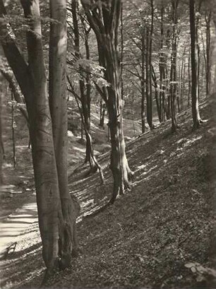 Dresden-Weißer Hirsch. Wegepartie mit Buchenbestand (Carpinus betulus L.) im Stechgrund (Mordgrund)