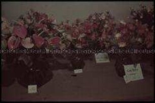 Reichsgartenschau in Stuttgart - Blumenwettbewerb