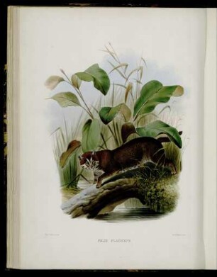 [XVII.] Felis Planiceps