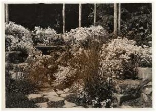 Garten Michels: Pflanzung mit Pergola