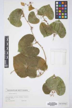 Smilax aspera L.