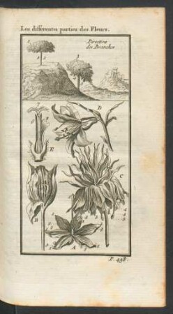Tafel: Les differentes parties des Fleurs.