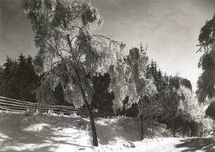 Osterzgebirge. Birken mit Raureif an der Straße nach Frauenstein