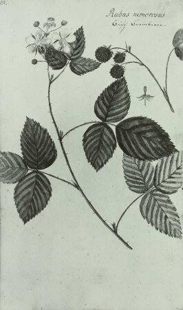 Pflanzenhandschrift: Rosengewächse - Rosaceae, Waldbrombeere - Rubus silvaticus WH. et.N. blühend und fruchtend