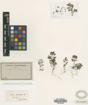 Pilea lucida Blume var. Not on sheet Not on sheet