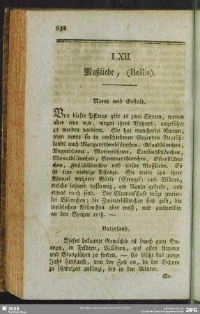 LXII. Maßliebe, (Bellis)
