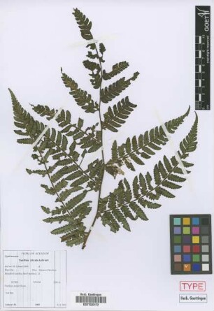 Cyathea plicata Lehnert[paratype]