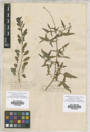 Erysimum