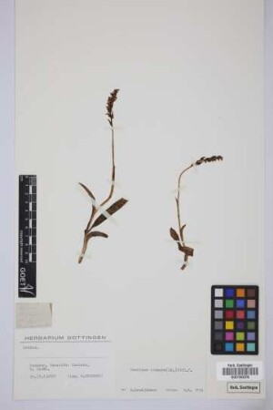 Tinea cylindrica Biv.