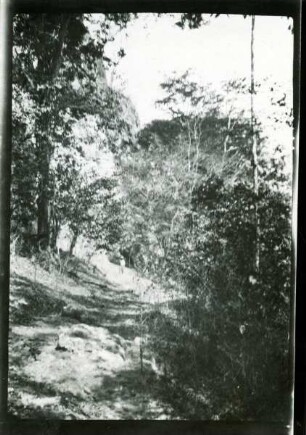 Ein Waldstück