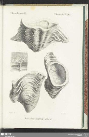 Pl. 568