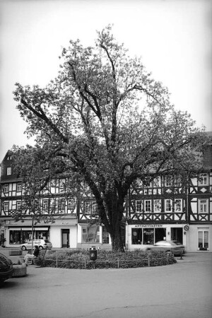 alte Kastanie; Wetzlar, Schillerplatz
