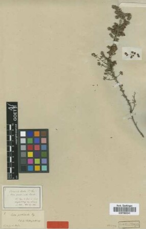 Erica pectinata Bartl. [type]