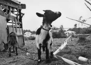 Kubat-Dreieck: Ziege