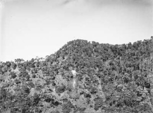 Vegetation : Vegetationslandschaft eines Berges