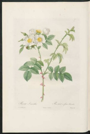 Rosa Leucantha. Rosier à fleurs blanches. Chapuy sculp.