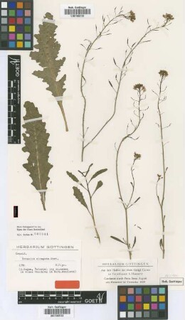 Brassica elongata Ehrh. [type]