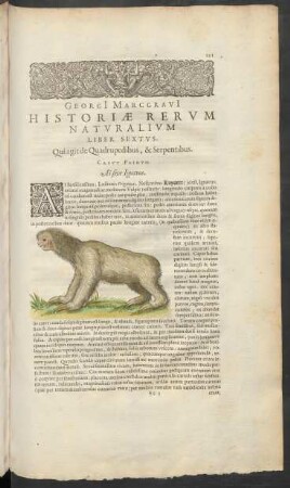 Georgi[i] Marcgravi[i] Historiae Rerum Naturalium Liber Sextus, Qui agit de Quadrupedibus, & Serpentibus