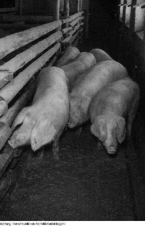 Landwirtschaft, Januar - März 1955
